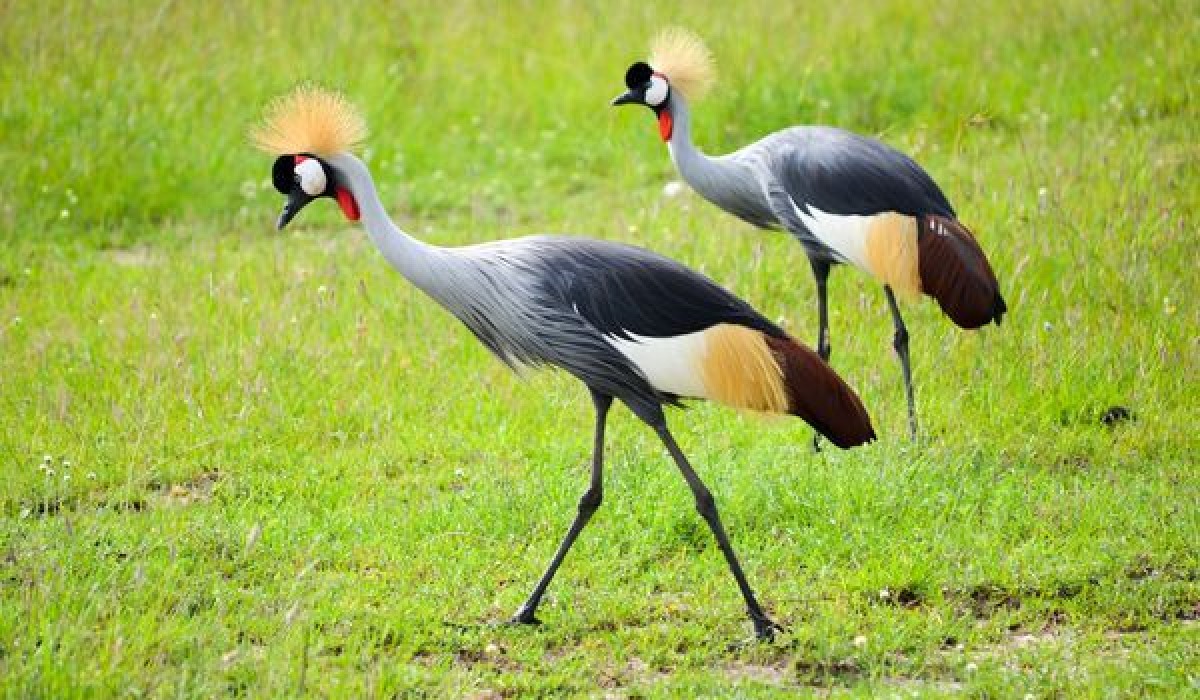 Korongo Mwekundu (Crowned Crane)