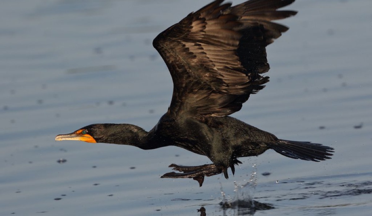 Kormoranti (Cormorant)